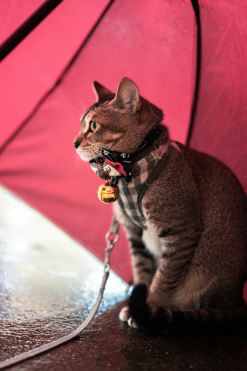 brown tabby cat on red umbrella