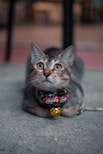 A tabby cat with a harness and a red bow tie featuring a small anchor pattern, lying on a concrete surface. The cat's eyes are wide and alert, and it has a shiny golden bell hanging from its collar. The background is softly blurred, drawing attention to the cat.