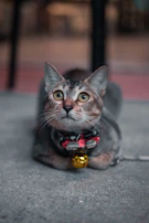 A close-up of a cat's face wearing a cute pink coral bow tie, looking curious and content.