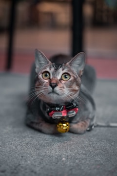 A tabby cat with a harness and a red bow tie featuring a small anchor pattern, lying on a concrete surface. The cat's eyes are wide and alert, and it has a shiny golden bell hanging from its collar. The background is softly blurred, drawing attention to the cat.