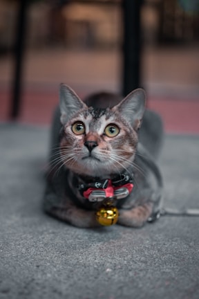 A tabby cat with a harness and a red bow tie featuring a small anchor pattern, lying on a concrete surface. The cat's eyes are wide and alert, and it has a shiny golden bell hanging from its collar. The background is softly blurred, drawing attention to the cat.