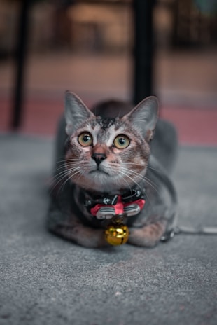 A tabby cat with a harness and a red bow tie featuring a small anchor pattern, lying on a concrete surface. The cat's eyes are wide and alert, and it has a shiny golden bell hanging from its collar. The background is softly blurred, drawing attention to the cat.
