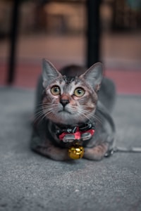Elegant Cat Collar