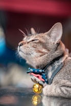 A cat with a content expression basks in soft lighting. Its eyes are partially closed, suggesting relaxation or bliss. The cat's fur is grayish with subtle stripes, and it wears a decorative collar featuring a pattern with small stars and a bell attached. The background is blurred, giving the image a dreamy quality.