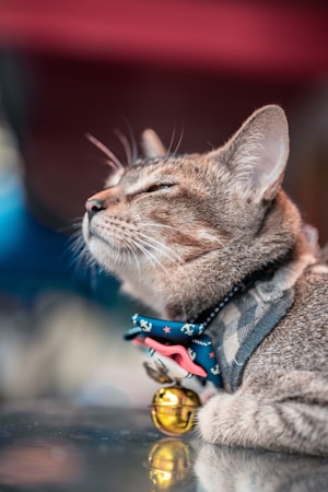 Exploring My Passions: Cats, Acting, and More