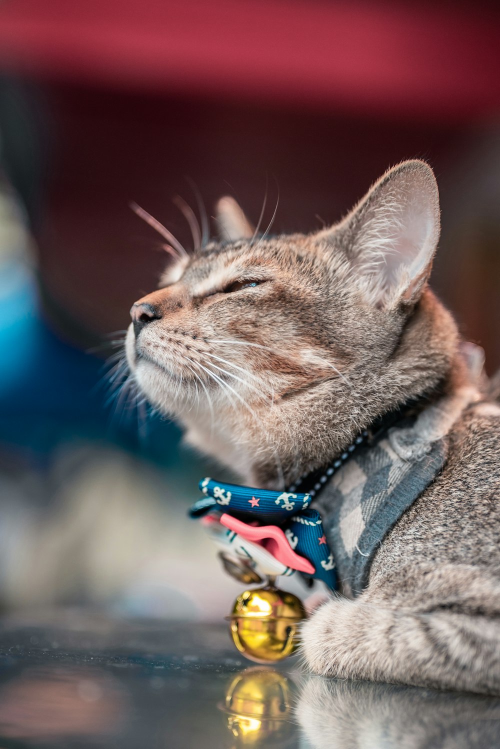 brown tabby cat wearing yellow and blue collar