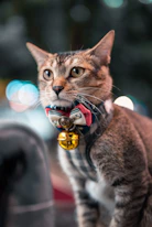 Close-up of a cat’s collar with delicate handcrafted details and soft fabric.