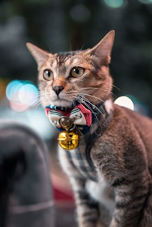 Close-up of a cat wearing a colorful collar matching the store’s cheerful theme.