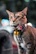 Close-up of a cat happily wearing a stylish custom collar from Colita Viva.