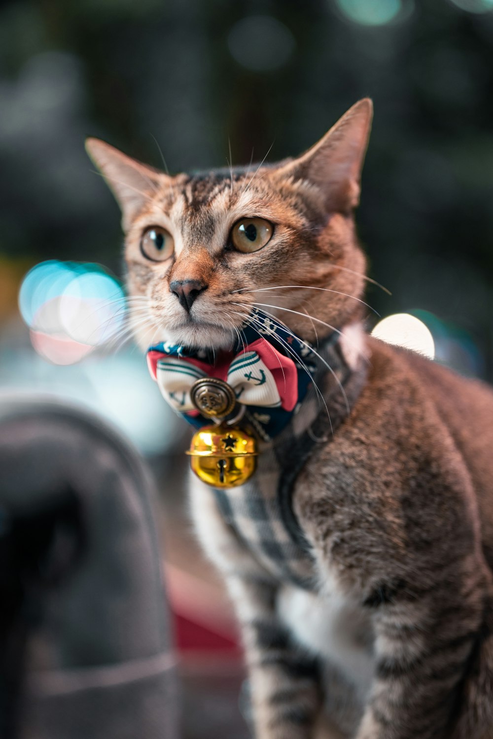 brown tabby cat wearing gold and silver necklace