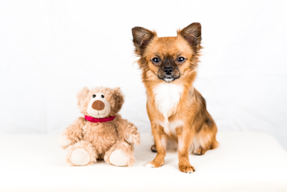 brown and white chihuahua puppy beside brown teddy bear