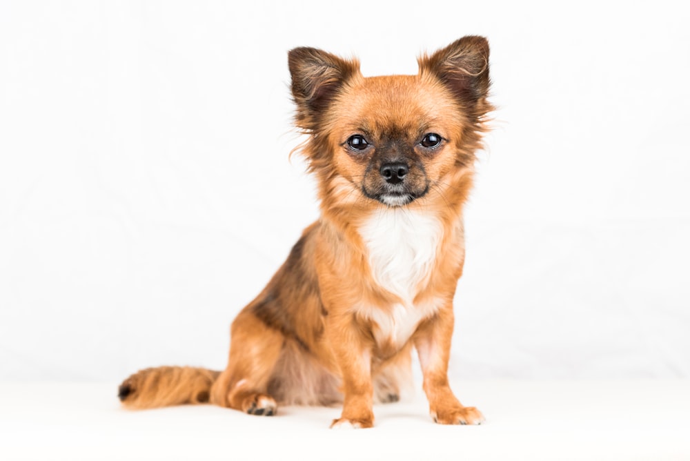 brown and white short coated small dog