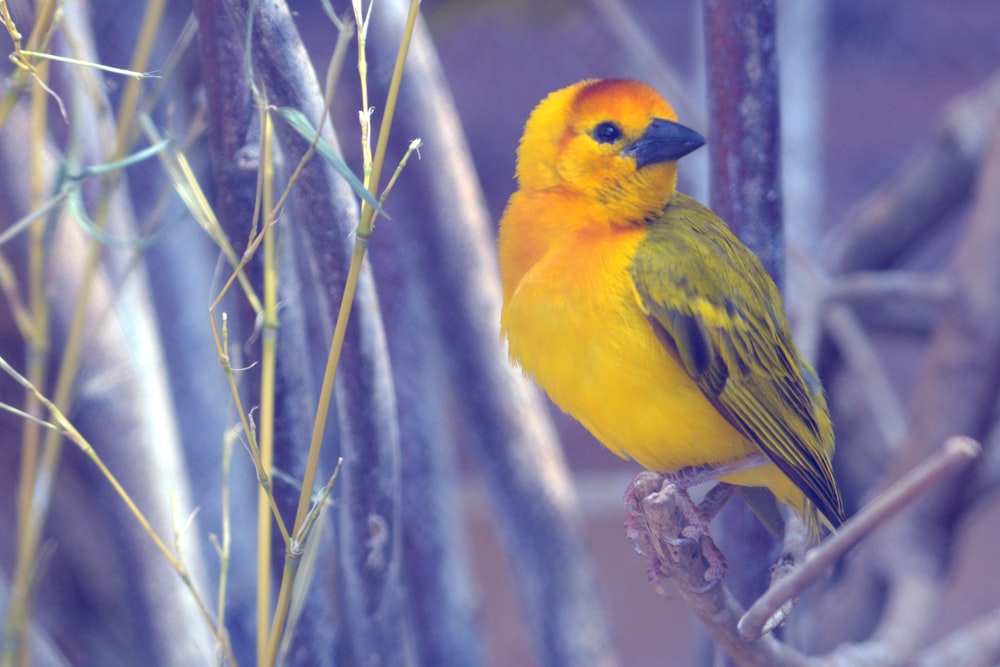 yellow and black bird on tree branch