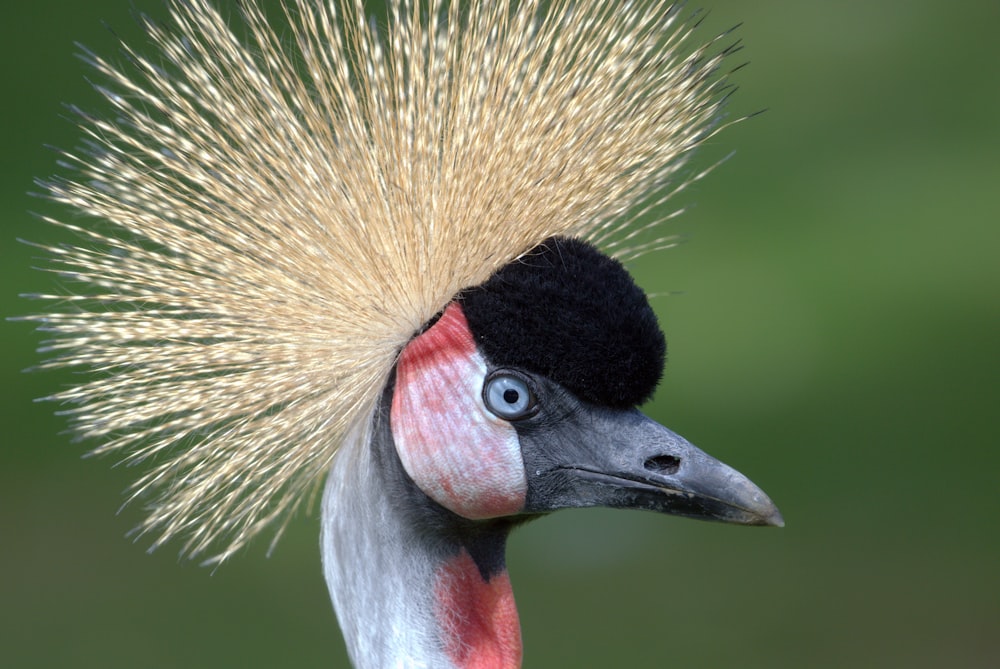 black and white bird head