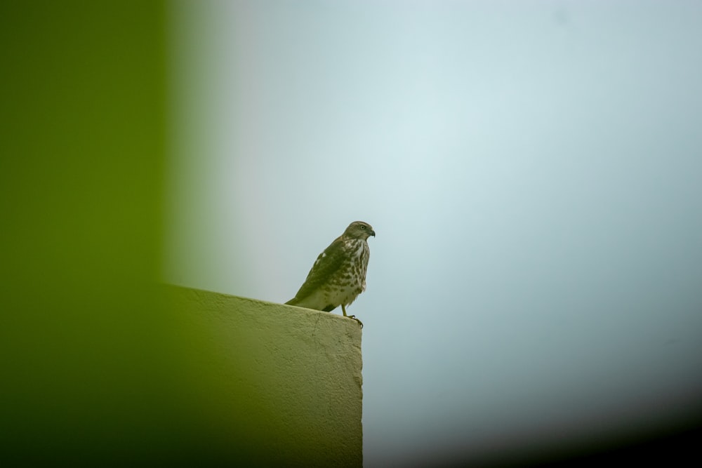 pájaro marrón en pared de hormigón blanco