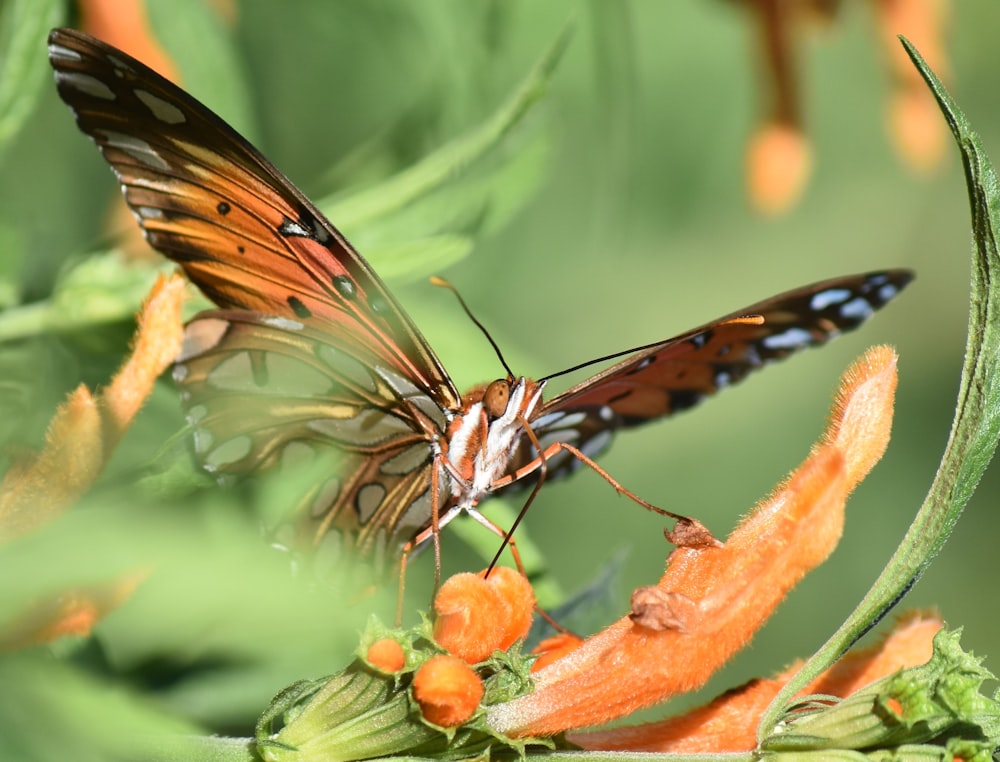 brown and black butterfly on orange flower