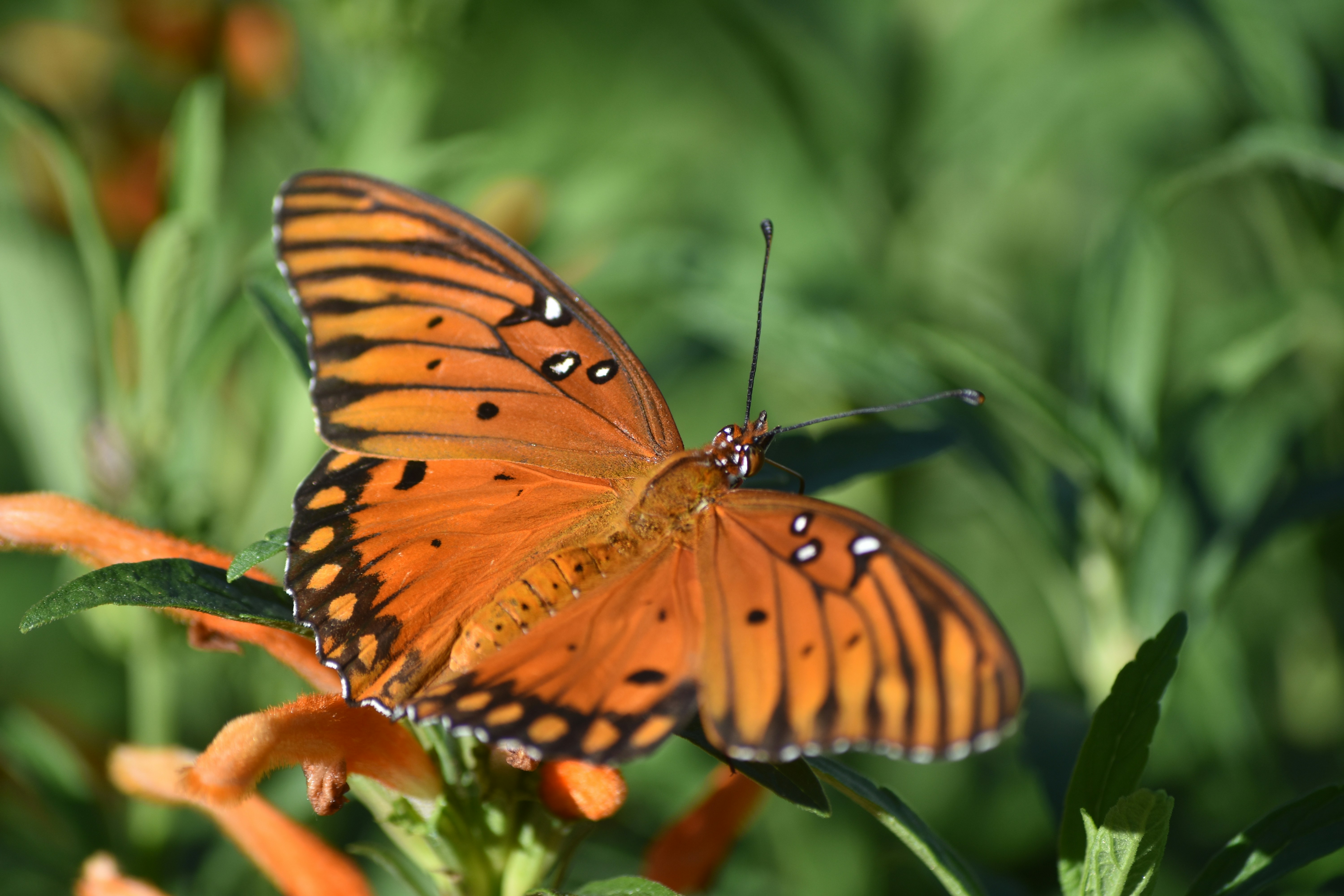 Photo by elittle