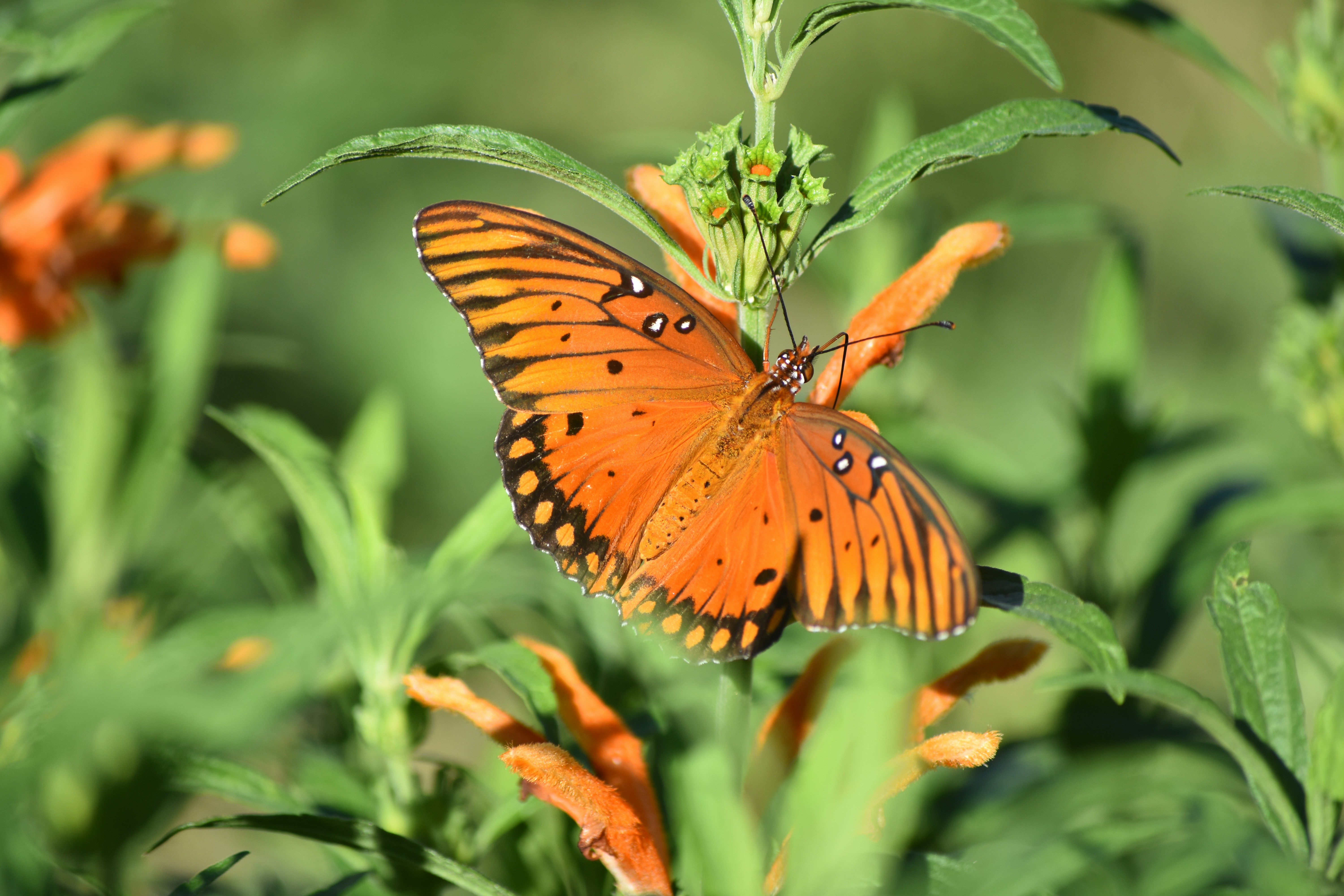 Photo by elittle