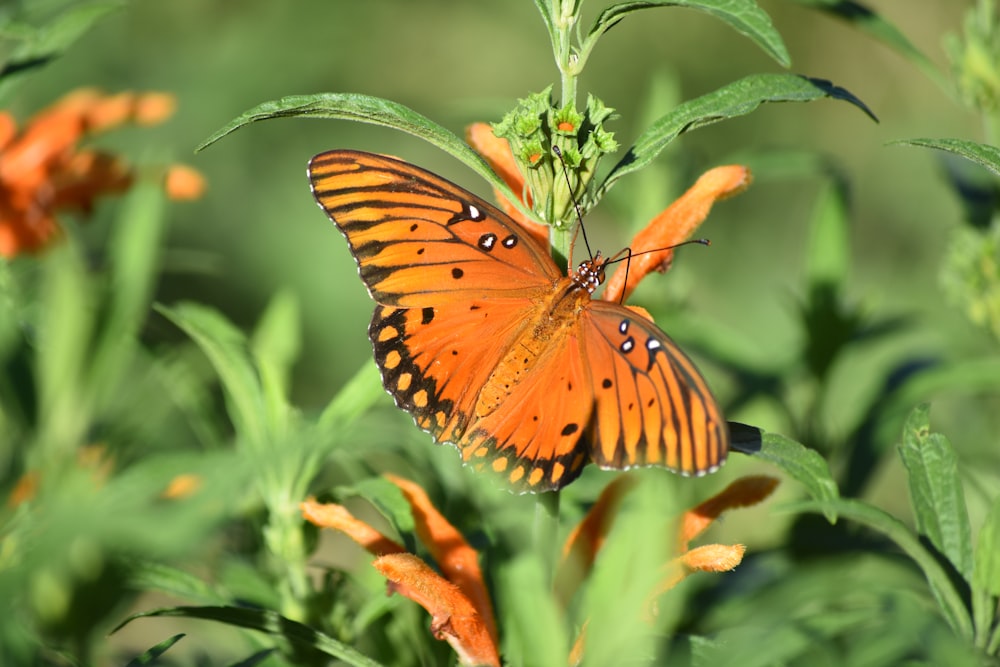 orange and black butterfly perched on green leaf during daytime