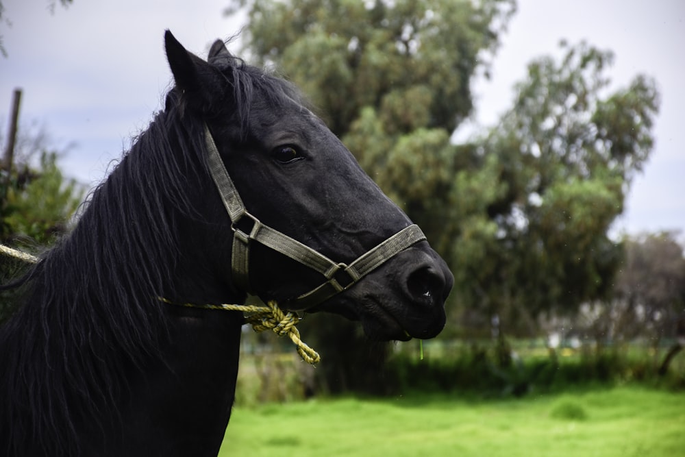 black horse eating grass during daytime