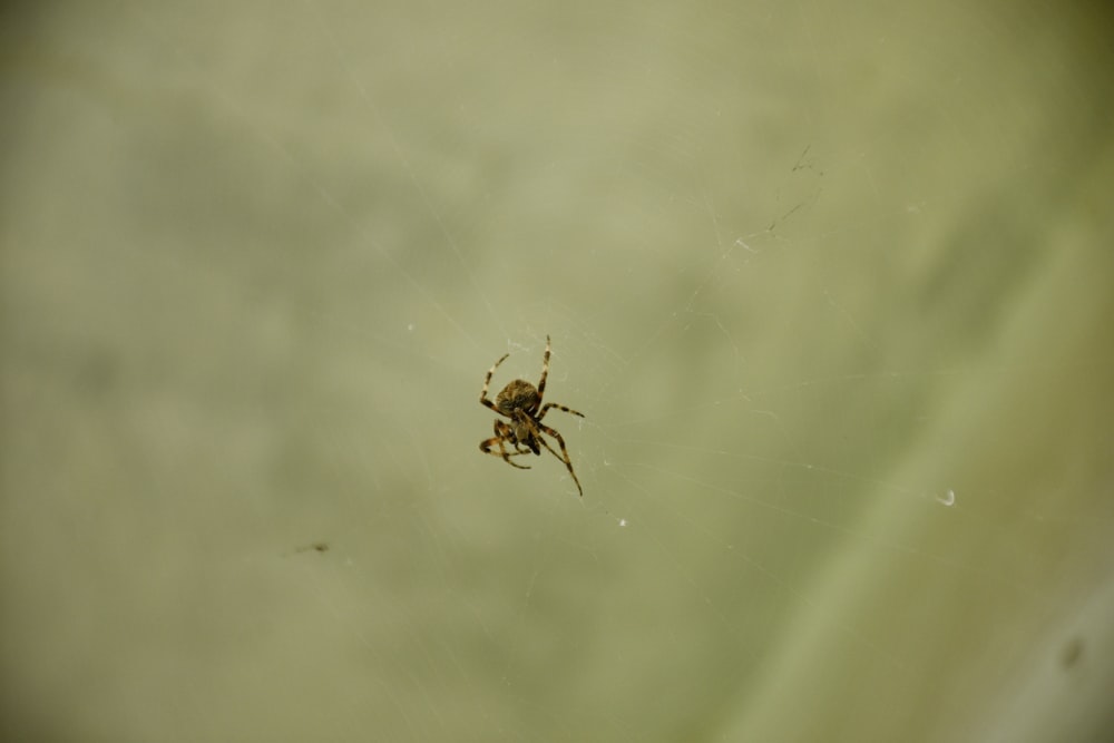 brown spider on white surface