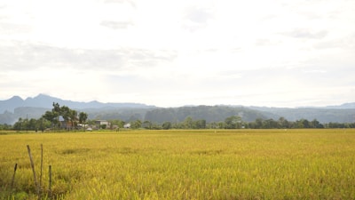 Image showing a farming simulation game with vibrant crops and animals.