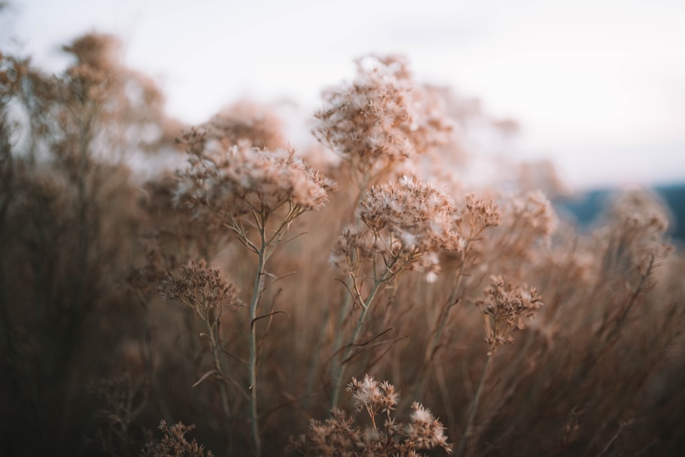 brown grass field during daytime