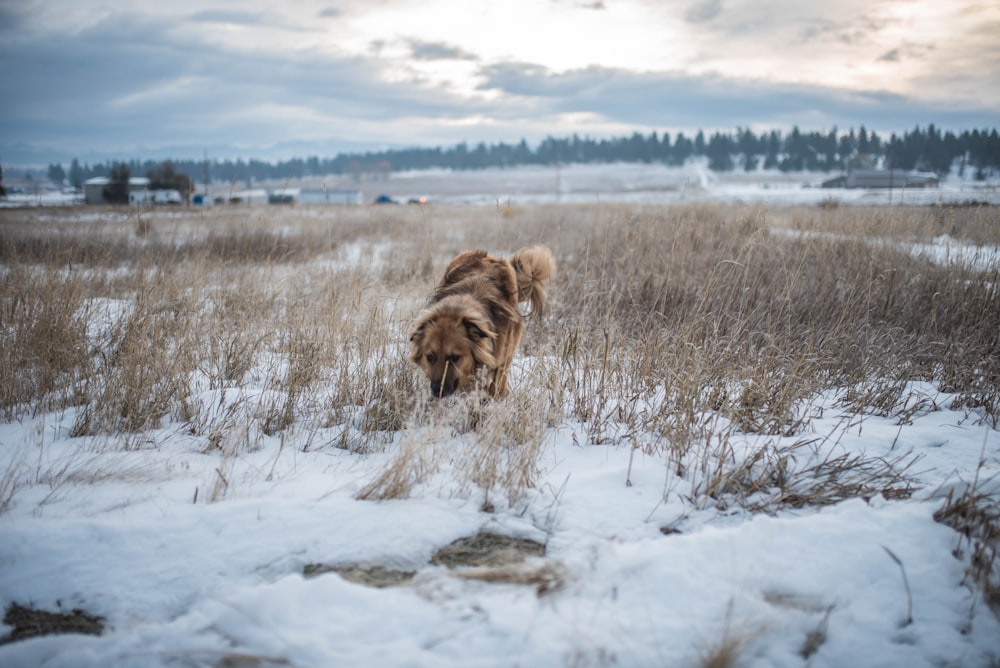 brown dog on snow covered ground during daytime