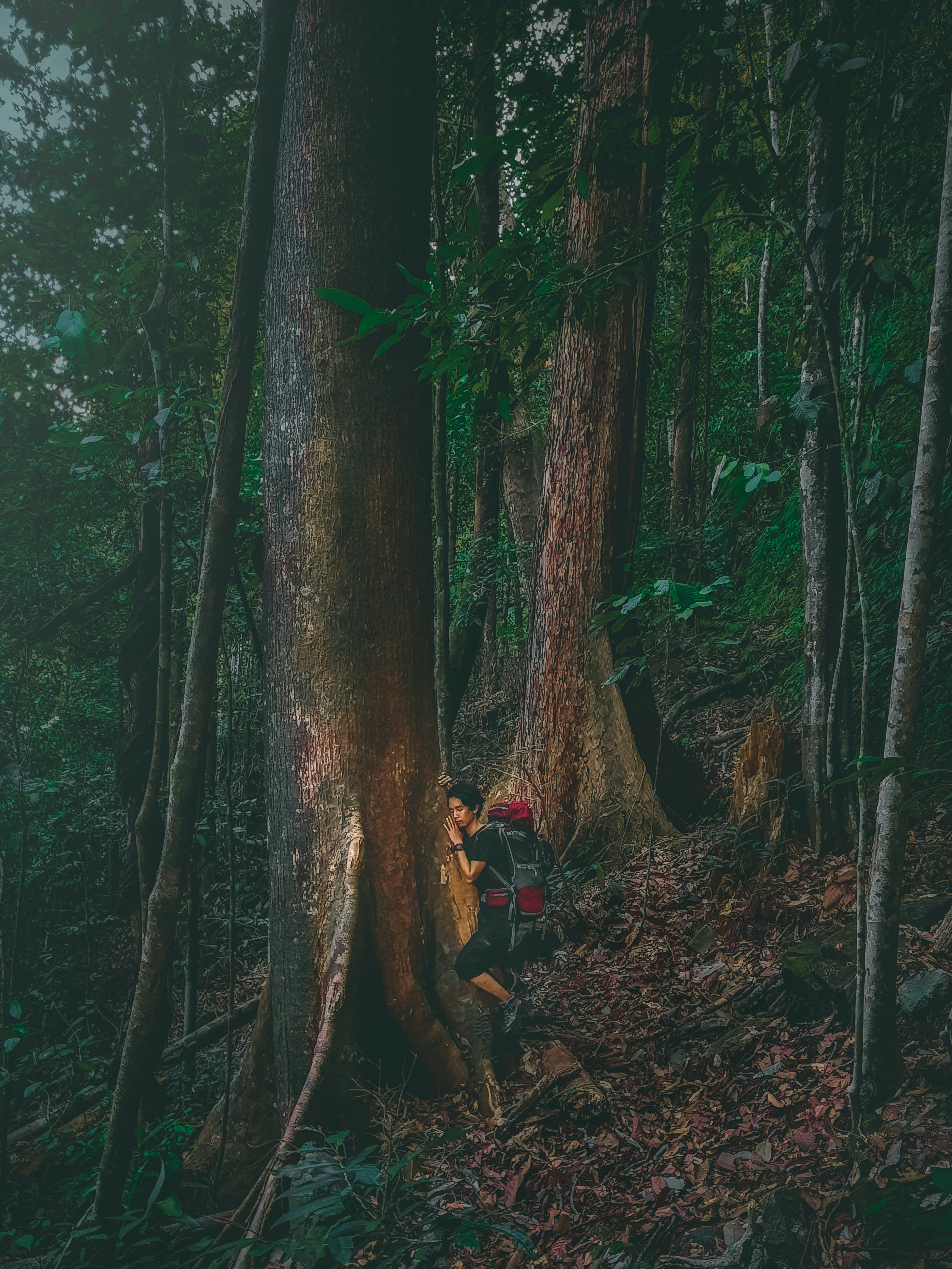 tropical rain forest, wallpaper, Tropical Rain: The Beauty of Water Beading 6