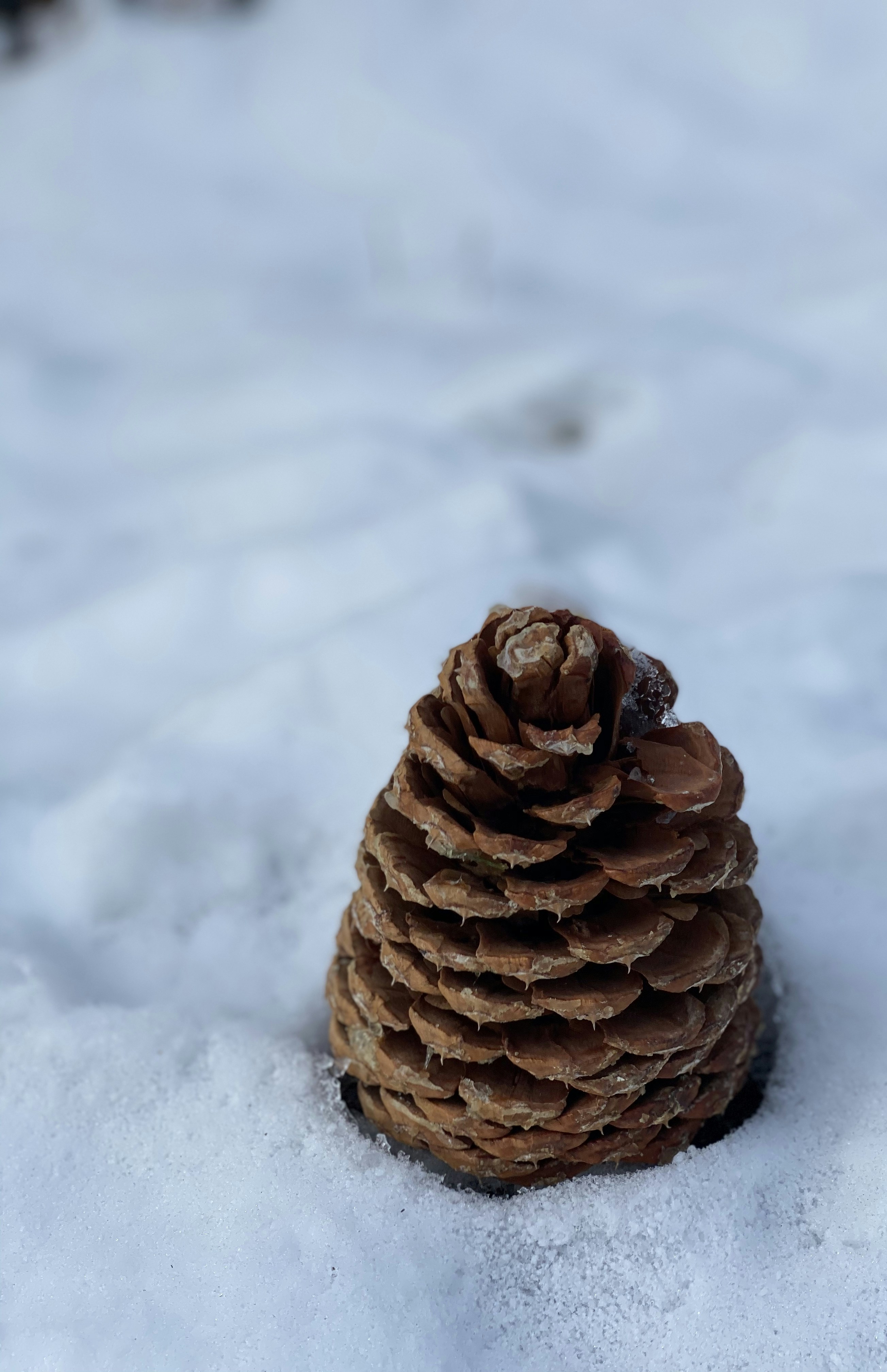 눈 위에 갈색 솔방울