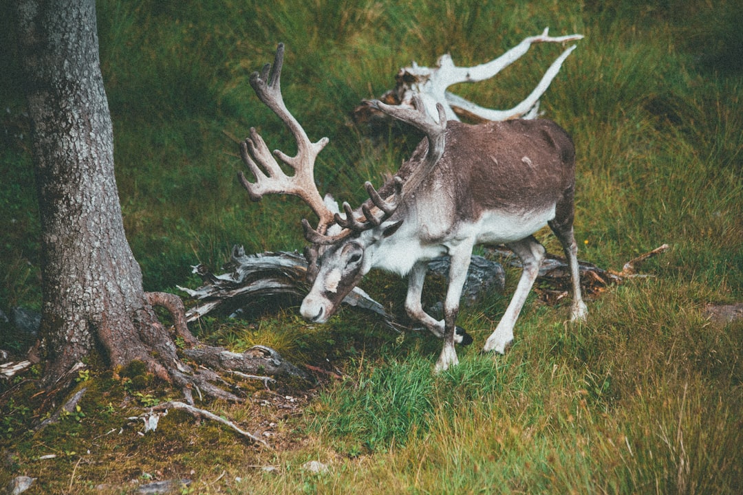 white and brown deer on green grass during daytime