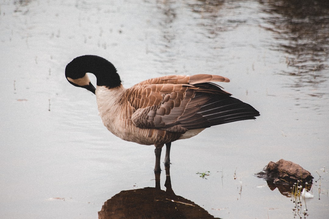 brown and black duck on water during daytime