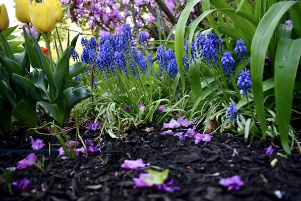 a garden with mulch filled with lots of purple and yellow flowers