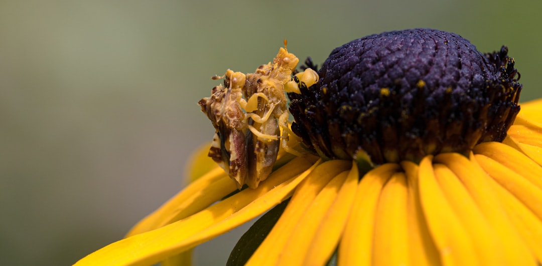 yellow flower in macro lens