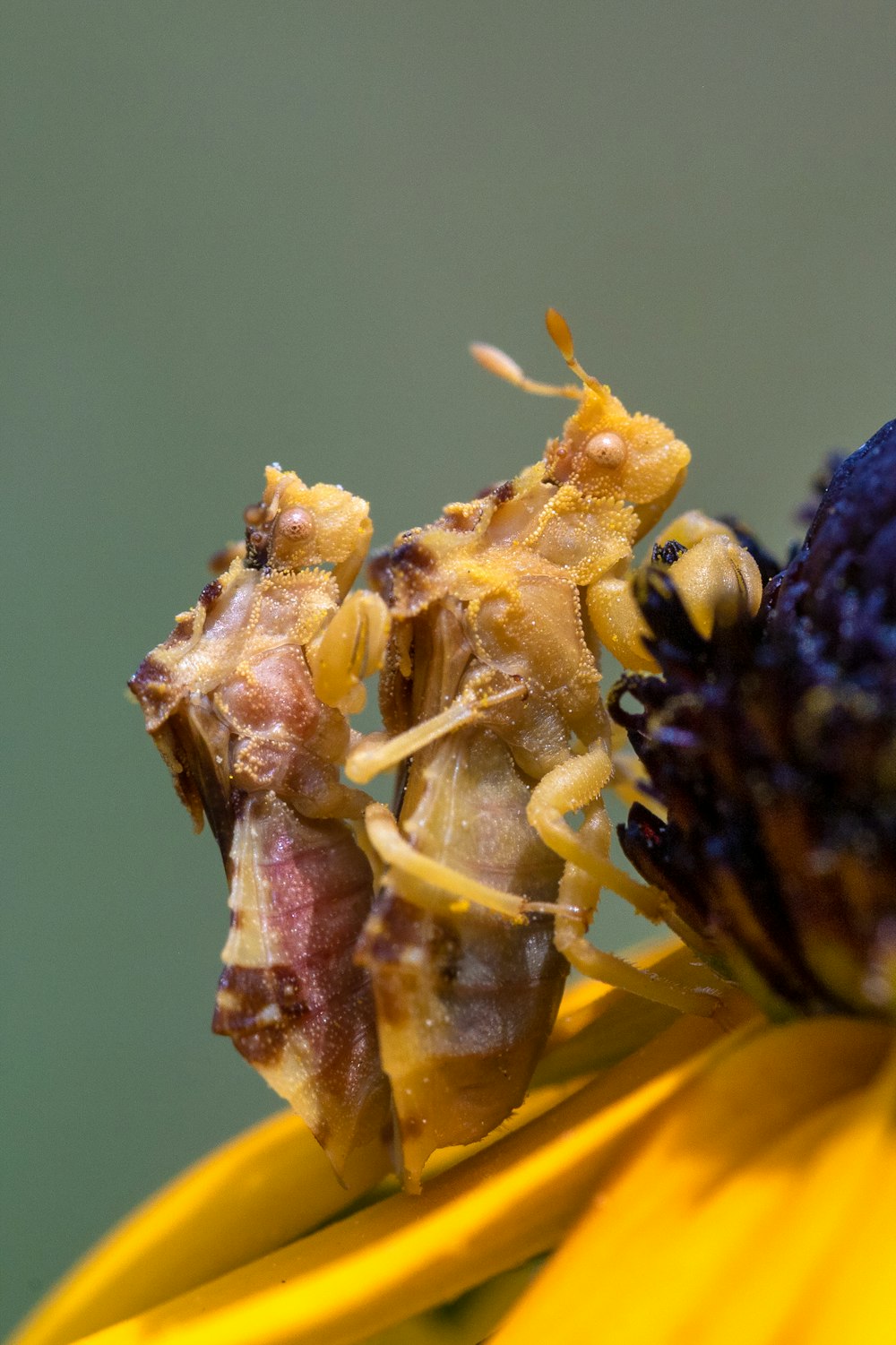 yellow and black flower in macro lens