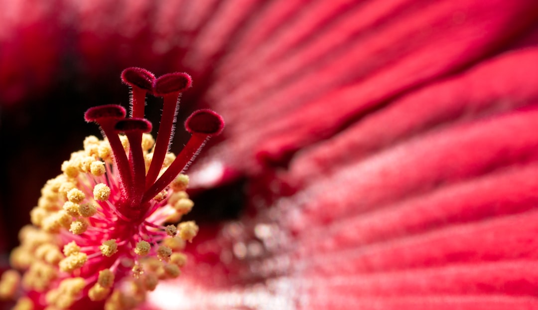 red and yellow flower in macro photography