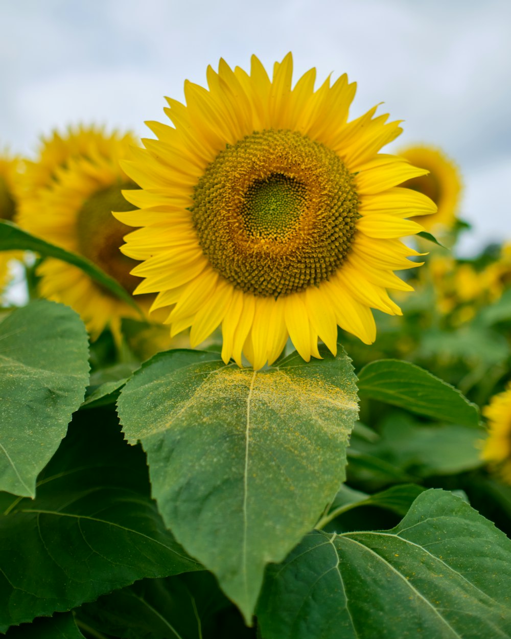 yellow sunflower in close up photography