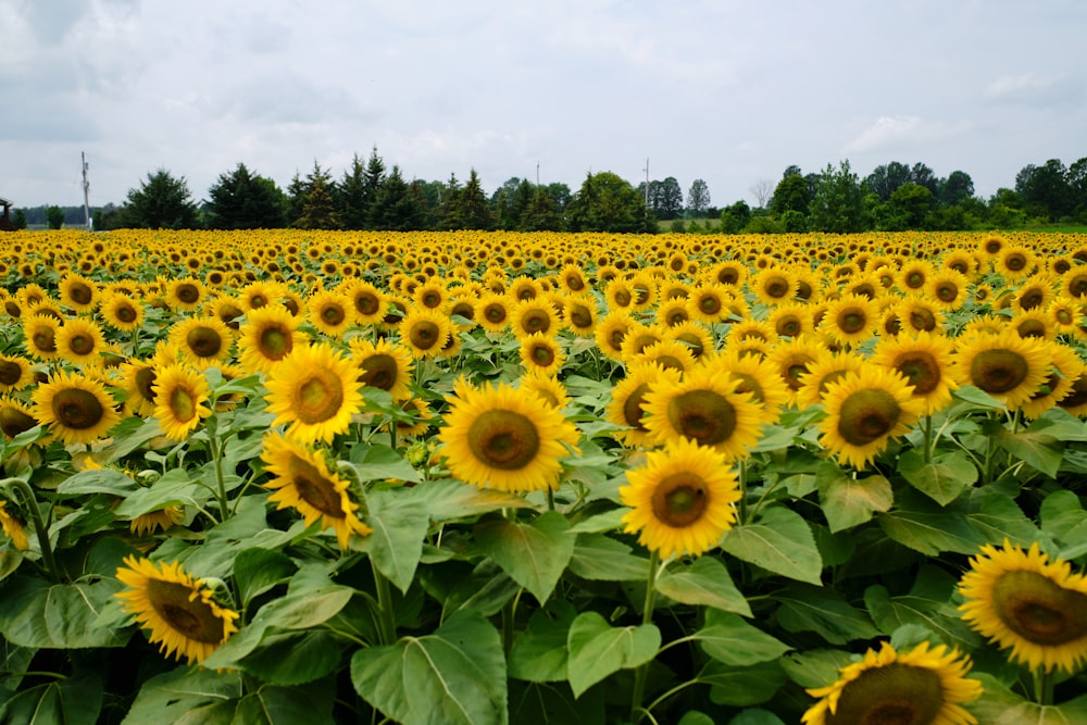 yellow sunflower field during daytime