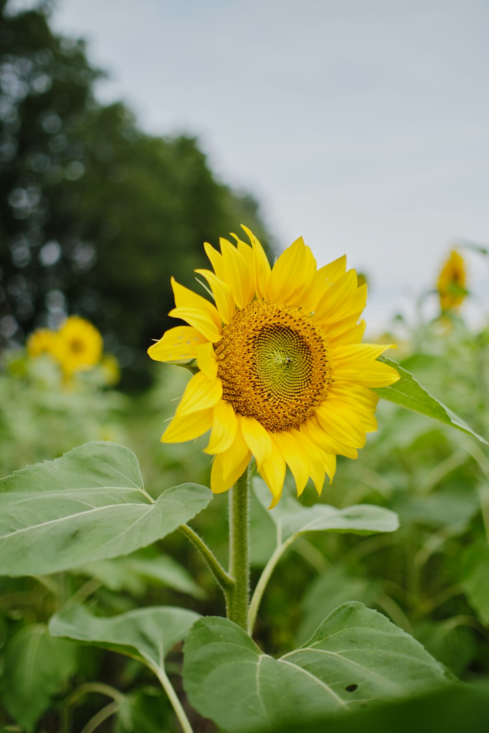 yellow sunflower in bloom during daytime