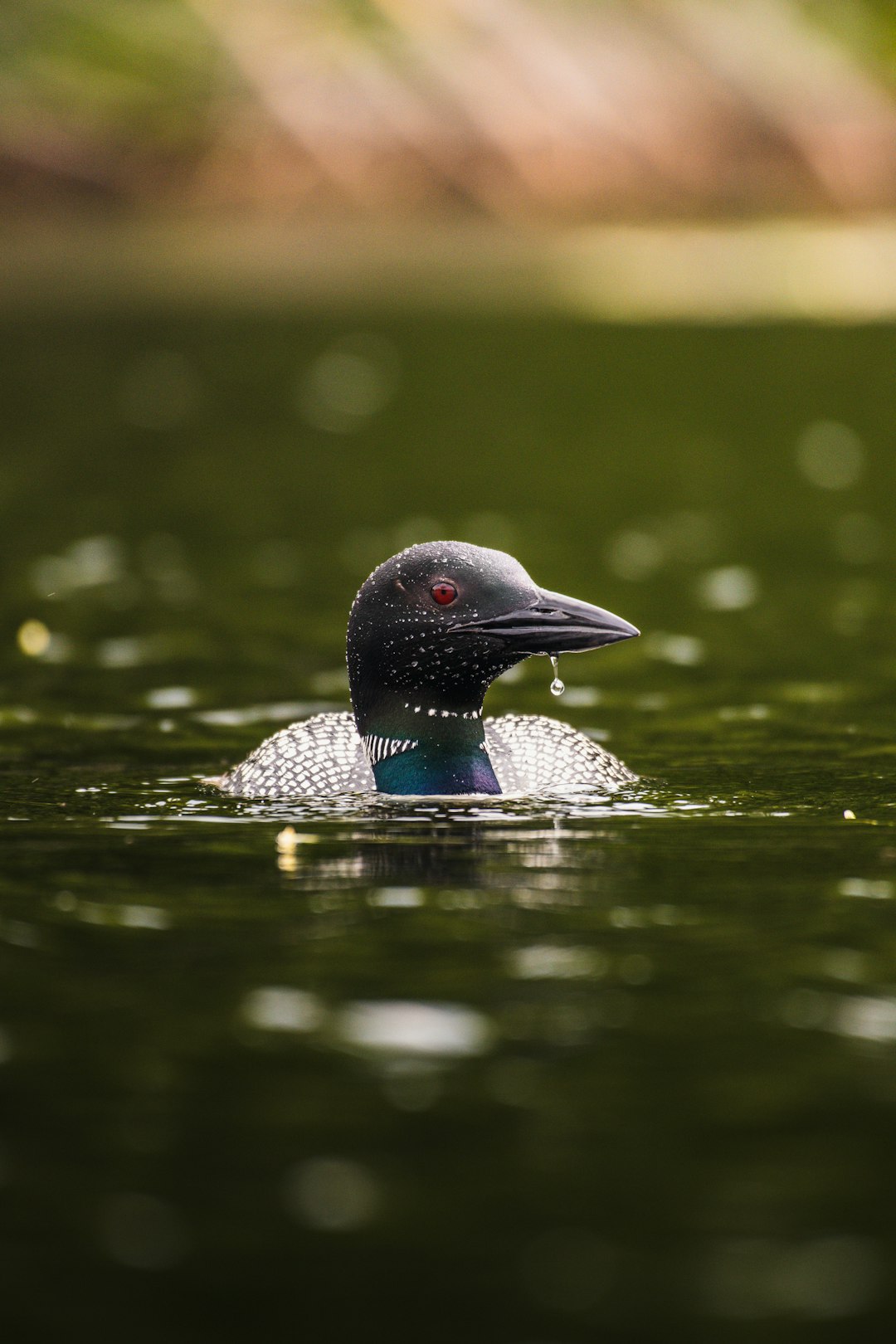 black and gray duck on water