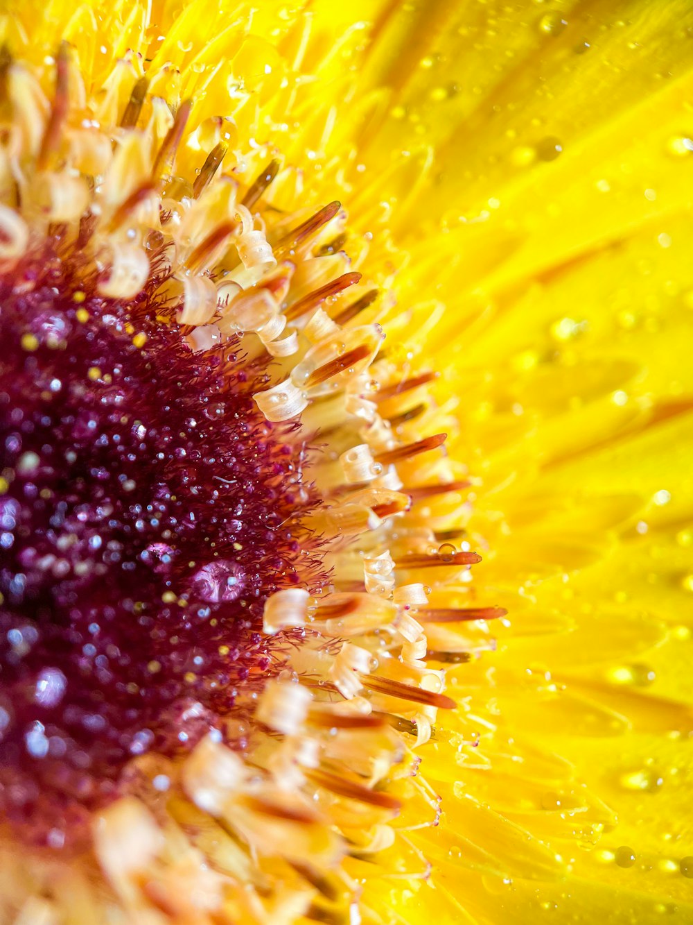 a close up of a yellow flower with drops of water on it