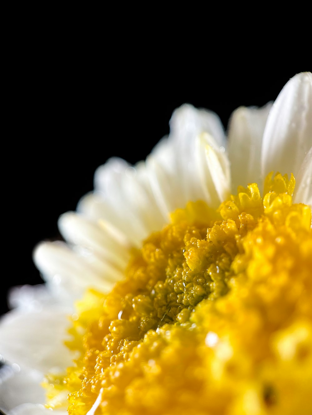 a close up of a white and yellow flower