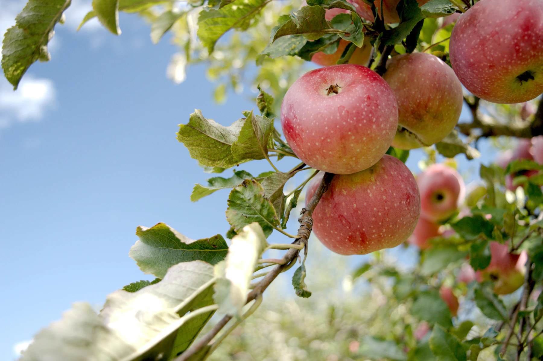 A cluster of red apples hanging from a leafy branch against a blue sky