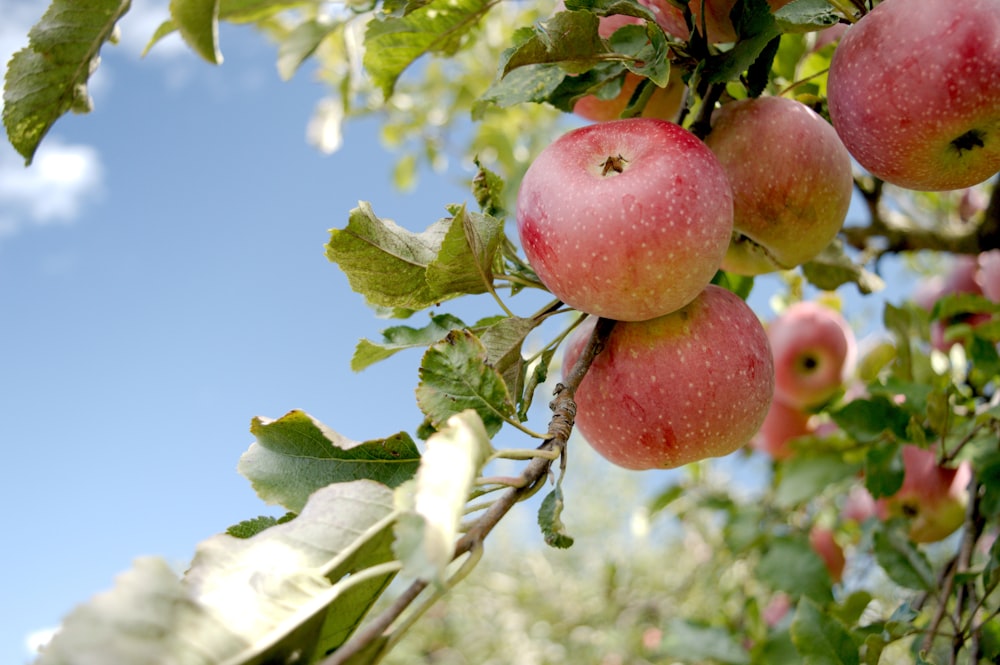 a bunch of apples hanging from a tree