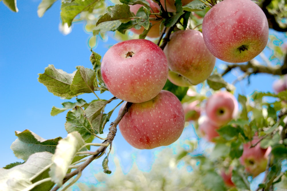 a bunch of apples hanging from a tree