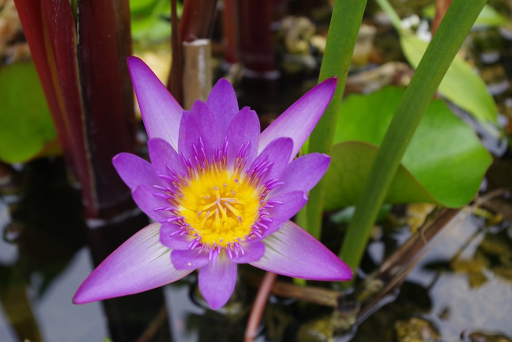 a purple flower with a yellow center in a pond of water