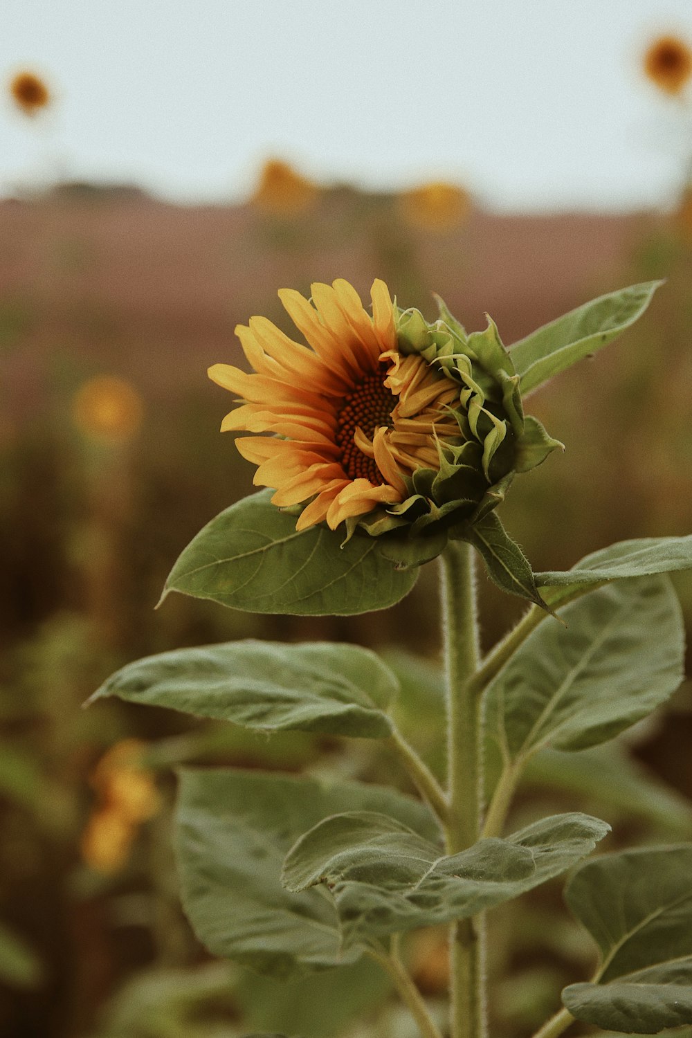 yellow sunflower in bloom during daytime