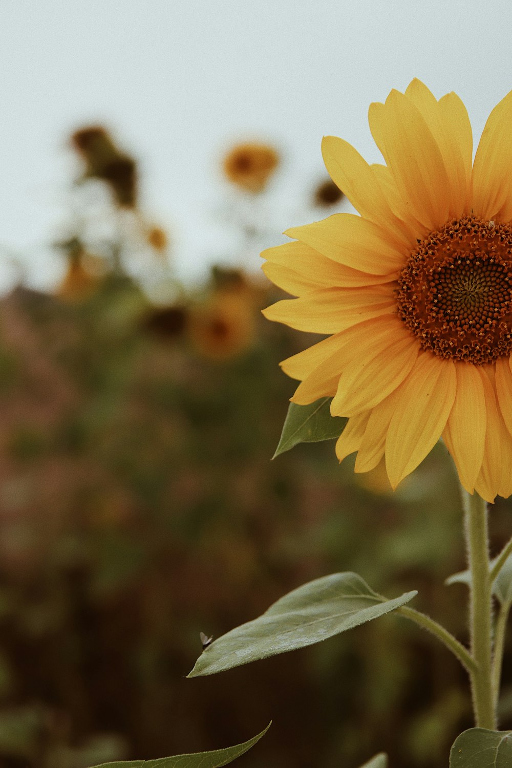 yellow sunflower in tilt shift lens