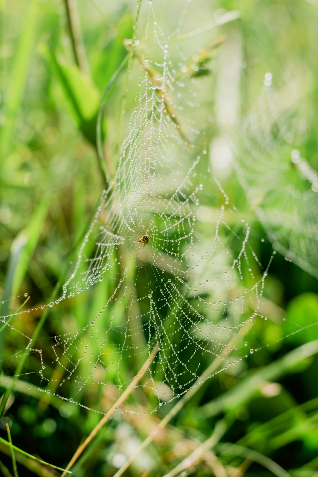 spider web on green grass during daytime