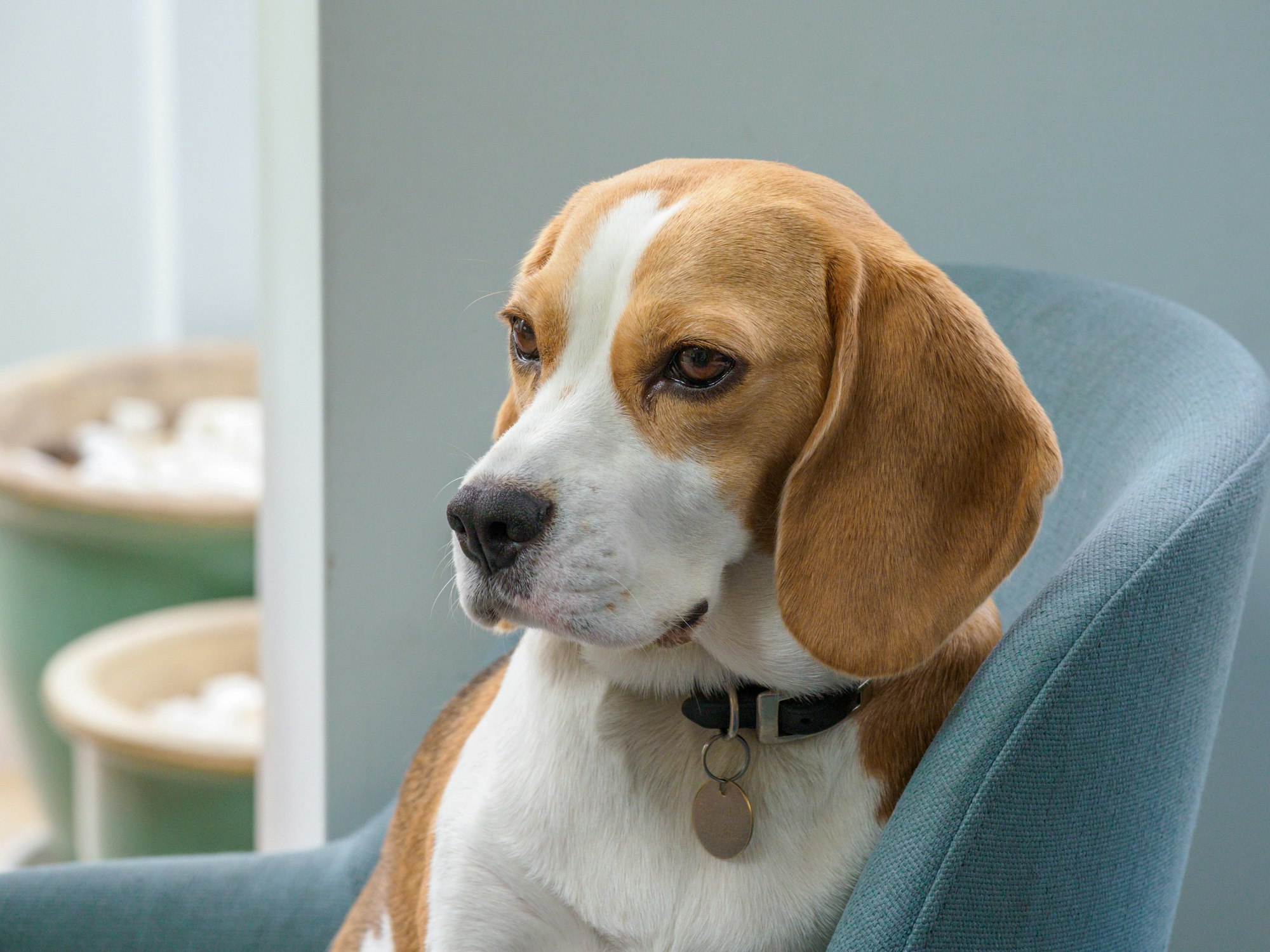 How Much Does It Cost to Own a Beagle